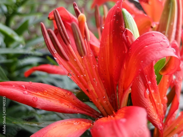 Obraz Wunderschöne rote lilie, macro