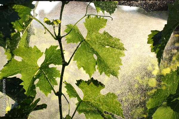 Obraz Grape plant treating in vineyard