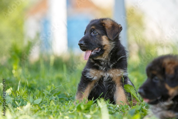 Fototapeta Puppies of german shepherd having fun on green lawn