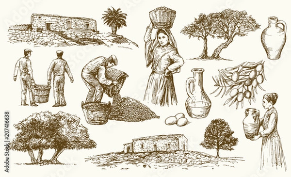 Obraz Olive. Hand drawn set.