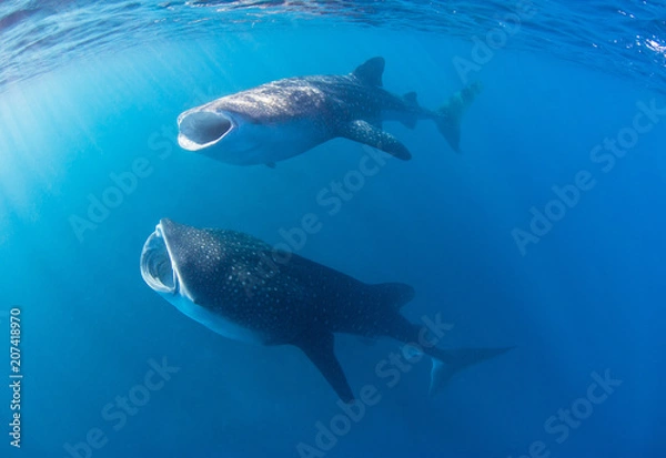 Fototapeta Whale sharks with wide open mouth filtering the water for food
