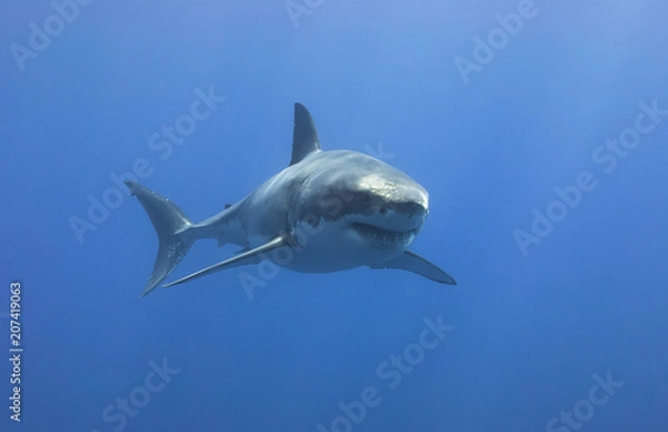 Fototapeta Great White Shark showing sharp teeth rows in blue water