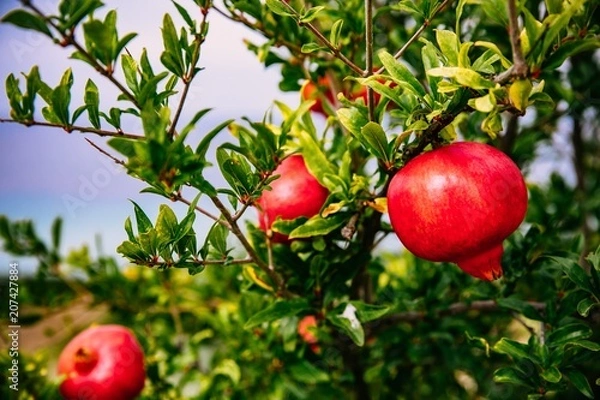 Fototapeta Red ripe pomegranates on the tree in the garden in Greece
