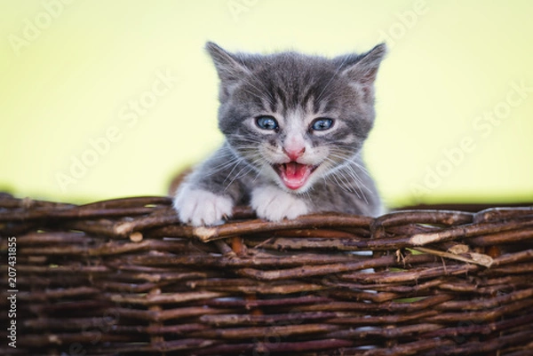 Fototapeta Kätzchen