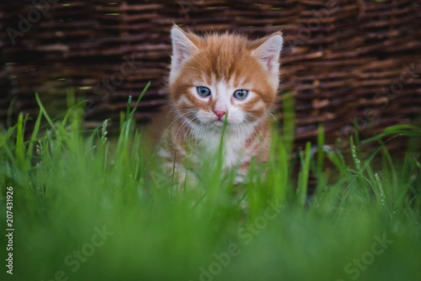 Fototapeta Kätzchen