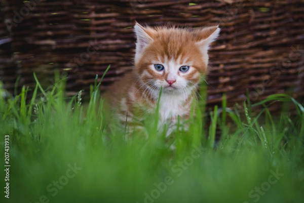 Fototapeta Kätzchen