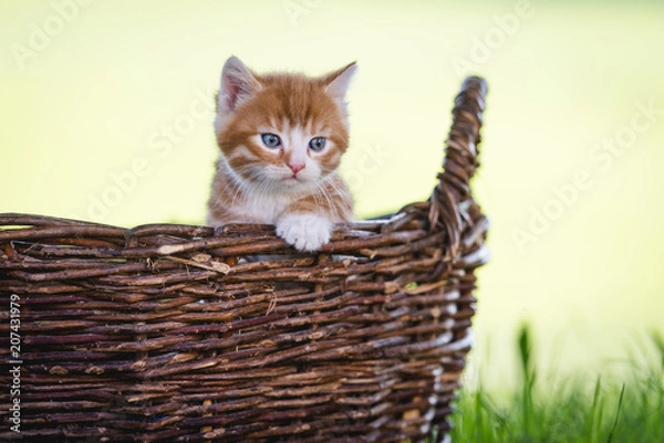 Fototapeta Kätzchen