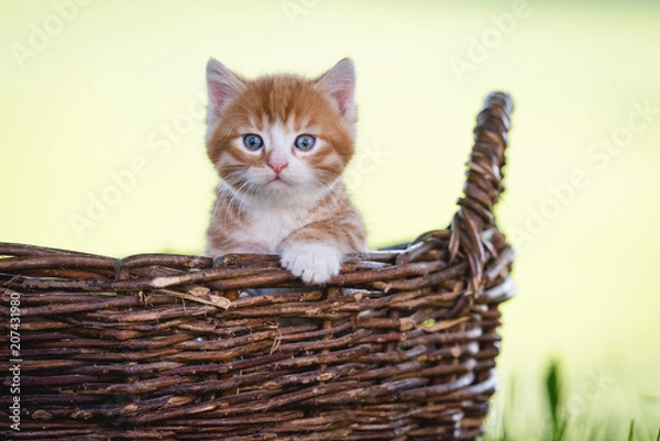 Fototapeta Kätzchen