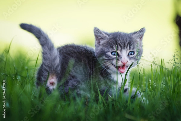 Fototapeta Kätzchen