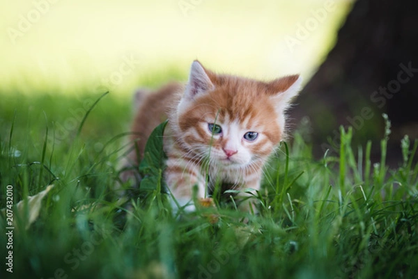 Fototapeta Kätzchen