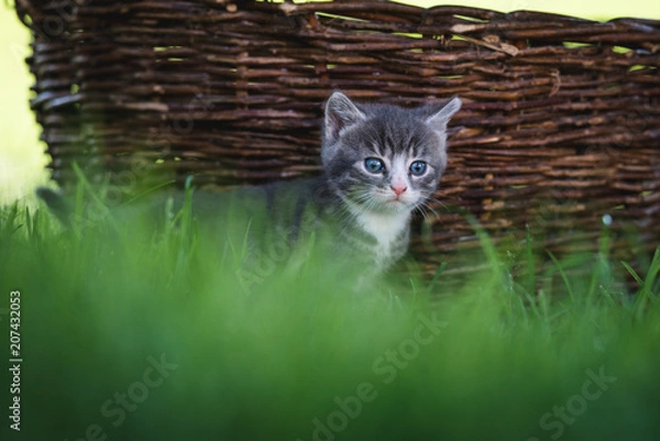 Fototapeta Kätzchen