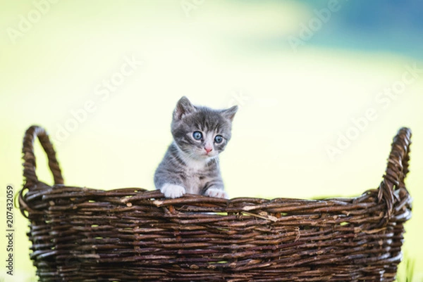 Fototapeta Kätzchen