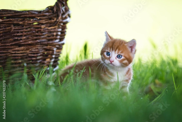 Fototapeta Kätzchen