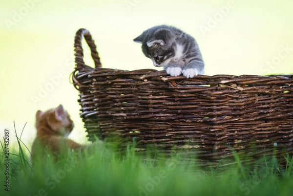 Fototapeta Kätzchen