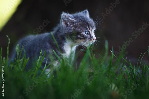 Fototapeta Kätzchen
