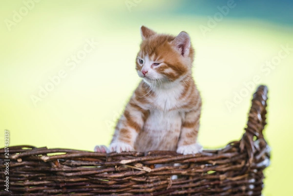 Fototapeta Kätzchen