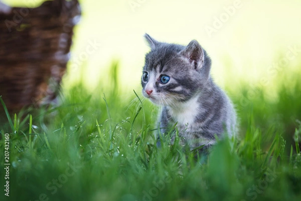 Fototapeta Kätzchen