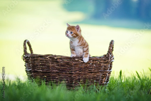 Fototapeta Kätzchen