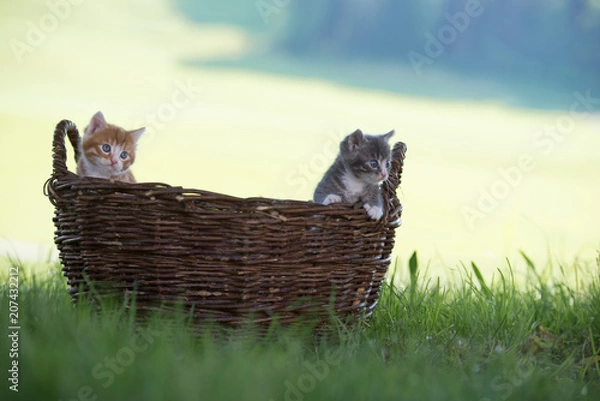 Fototapeta Kätzchen