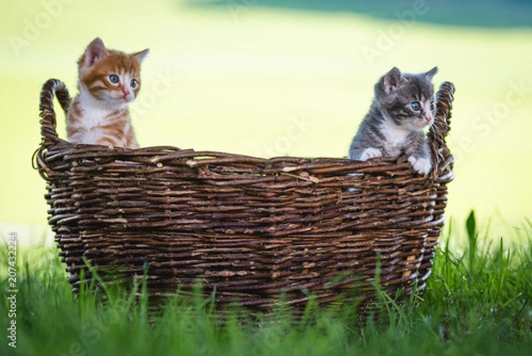 Fototapeta Kätzchen