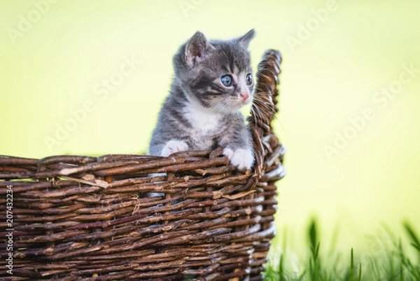 Fototapeta Kätzchen