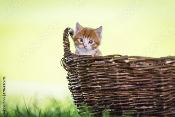 Fototapeta Kätzchen