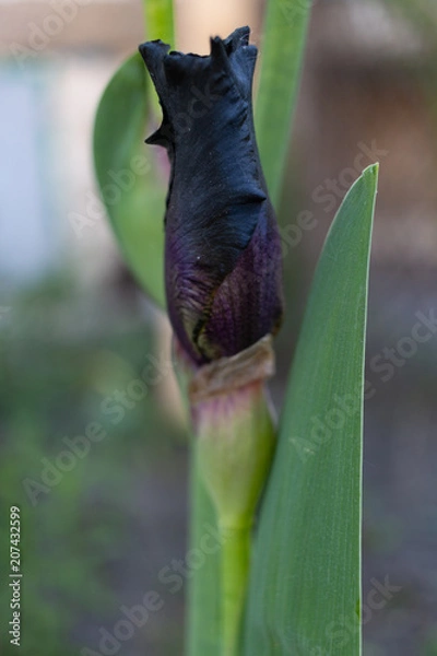 Fototapeta Черный ирис