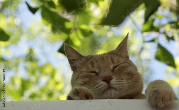 Obraz Рыжий кот спит сверху на крыше в саду на фоне неба и листвы