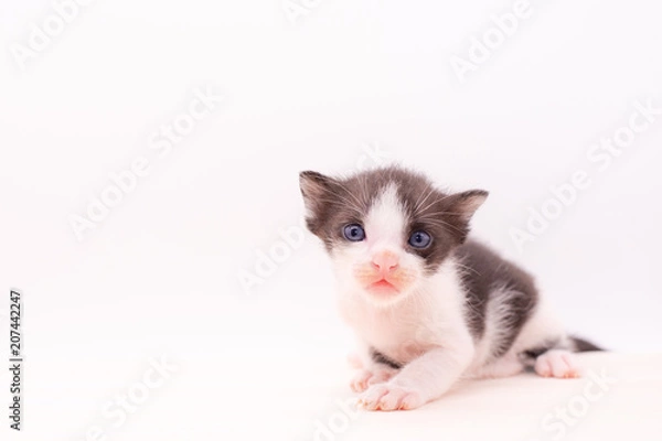 Obraz Small kitten isolated on white background.