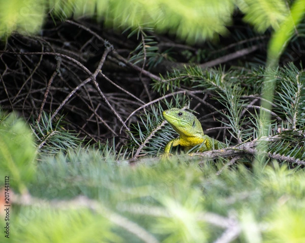 Fototapeta Image shows the head of a Balkan green lizard (Lacerta trilineata) who is hiding inside a bush