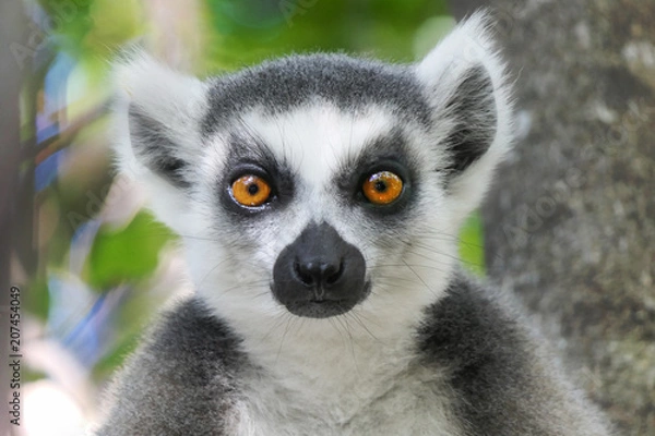 Fototapeta Lemur katta