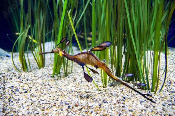 Obraz Weedy Sea Dragon