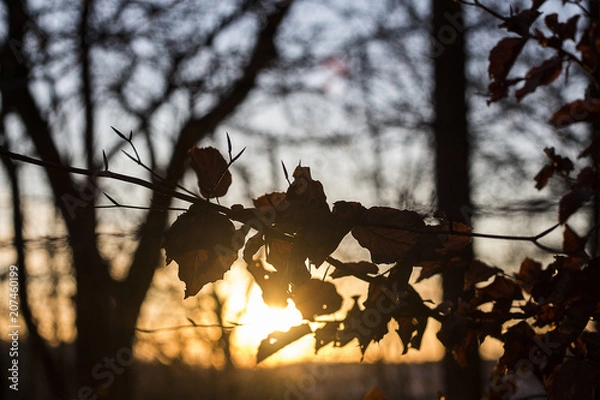 Obraz sunshine through the forrest