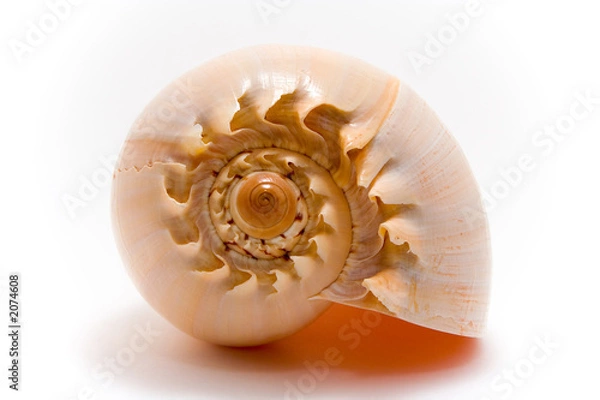 Fototapeta sea shell