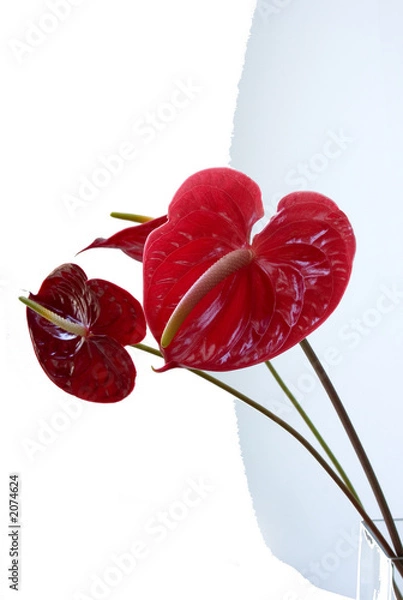 Fototapeta red anthurium