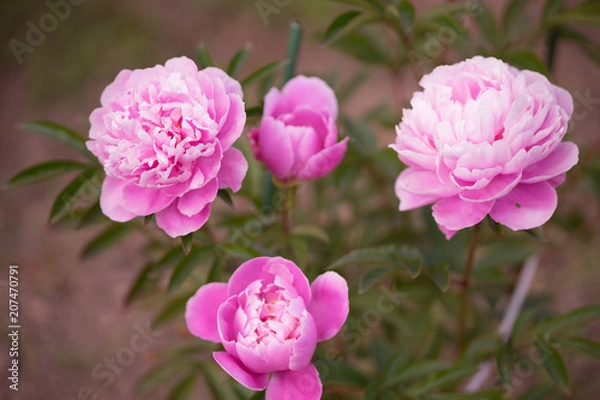 Fototapeta 花々（春〜初夏）