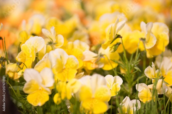 Fototapeta 花々（春〜初夏）