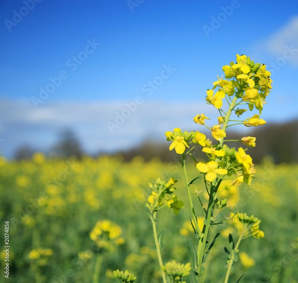 Obraz rapeseed flower