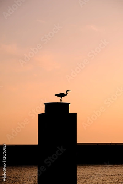 Fototapeta 鳥と柱と