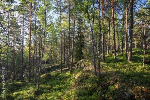 Fototapeta Trees and plants in a lush, verdant and hilly pine forest on a sunny morning in the summertime in Sastamala, Southern Finland.