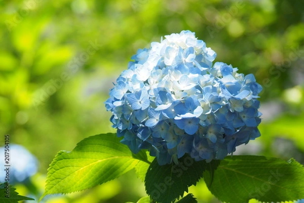 Fototapeta OLYMPUS DIGITAL CAMERA