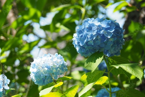 Fototapeta OLYMPUS DIGITAL CAMERA