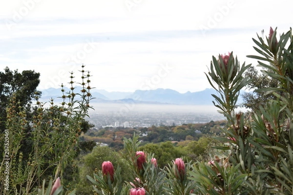 Fototapeta  View over Cape Town from the Botanical Garden with many pink King Proteas in front in South Africa
