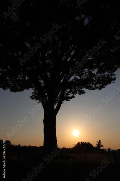 Obraz Sunset and a tree silhouette