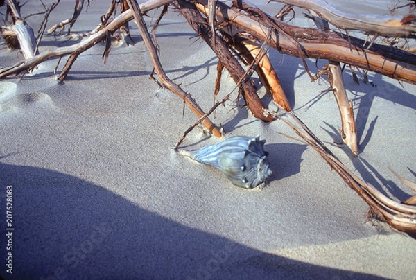 Obraz Sea Shell and Driftwood-2