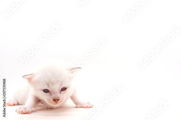 Obraz Small kitten isolated on white background.