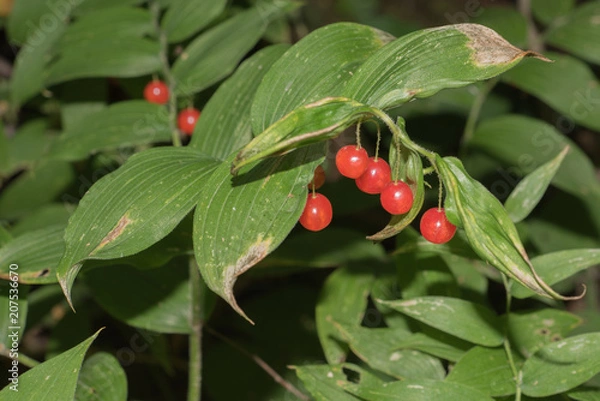 Obraz Rose Twisted Stalk