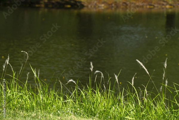 Obraz Grass near canal