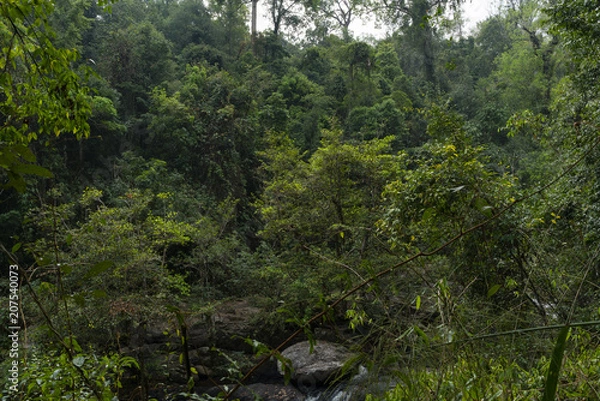 Obraz Forest after raining
