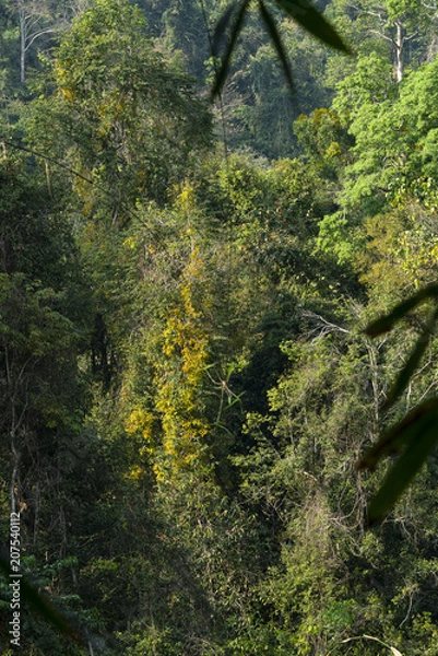 Obraz Forest after raining